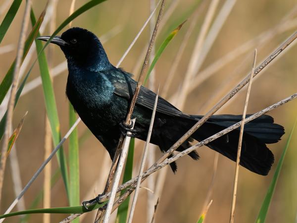 <h3><a href="/trips/orlando/biota/animalia/chordata/aves/040 passeriformes/124 icteridae/quiscalus major/quiscalus major-nl.html">Quiscalus&nbsp;major</a> / Boat‑tailed&nbsp;grackle / Bootstaarttroepiaal</h3>OM-1 Mark II met M.300mm F4.0 + MC-14, 1/2000 sec  bij F5.6, ISO 800, afstand 13.3&nbsp;m